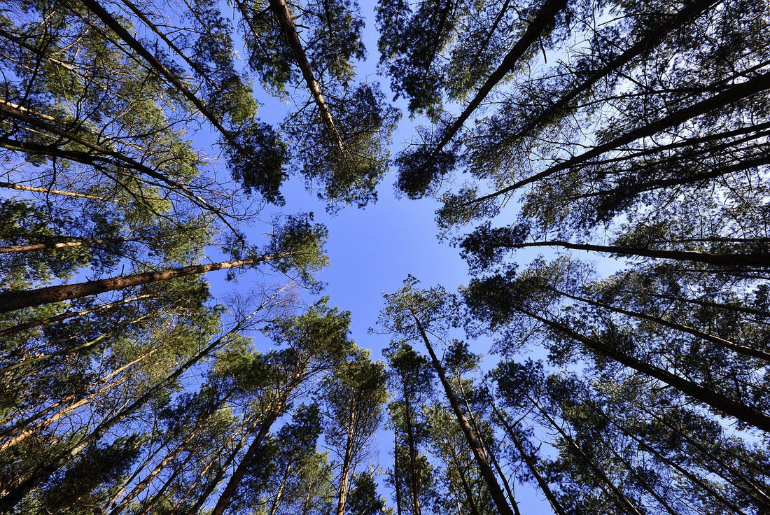 Big Trees forest